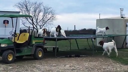 Des chèvres s'amusent comme des folles sur un trampoline