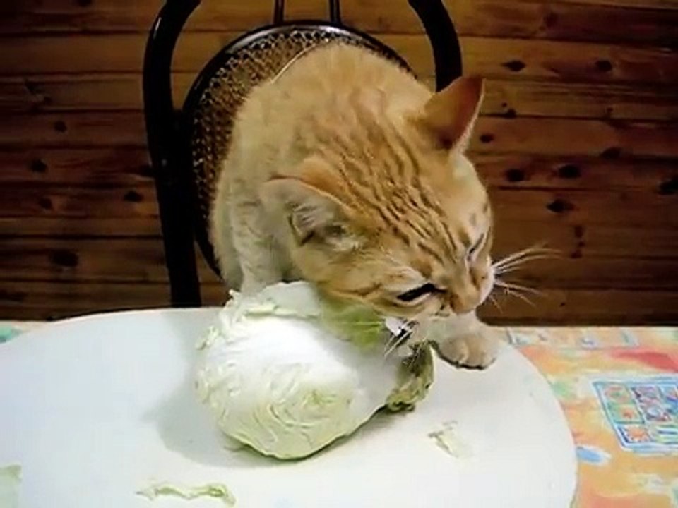 Lahana Yiyen Kedi