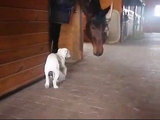 La très belle amitié qui lie un bulldog et un cheval