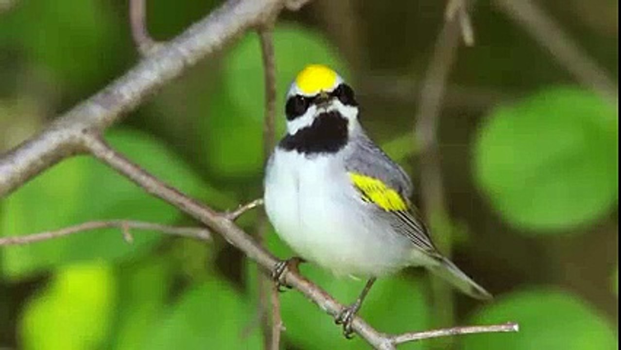 Beautiful Birds