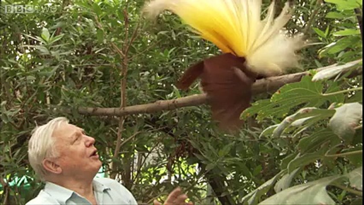 Amazing birds