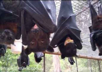 Megabats Have a Mega Time Hanging Around