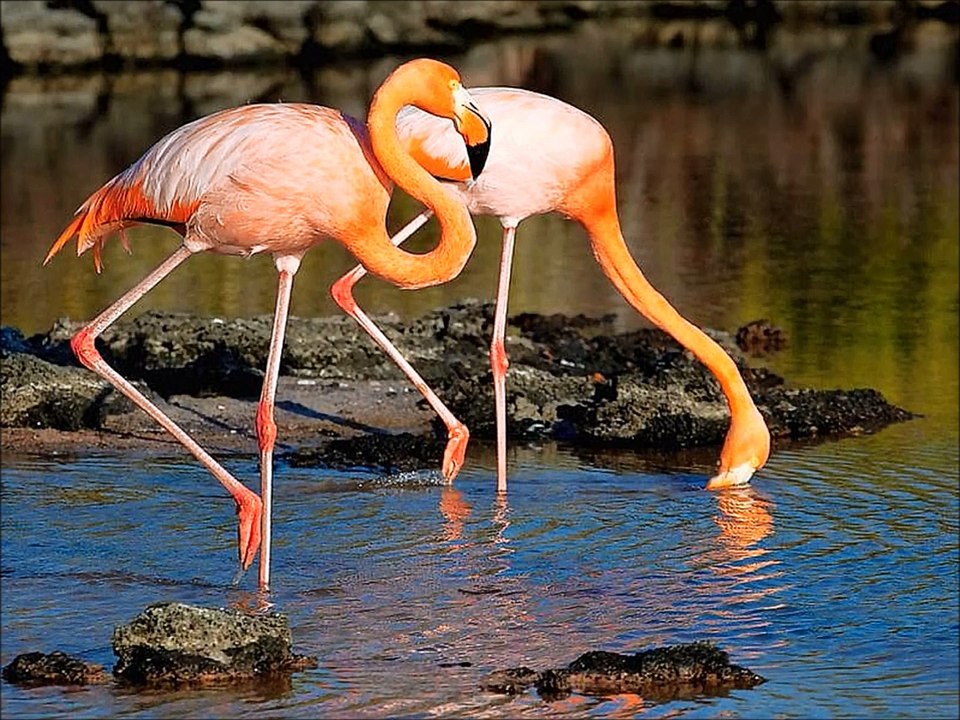 Galapagos