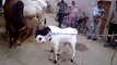 Goat & Cow Fighting Amazing video Must Watch  Pakistan Videos