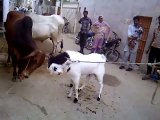 Goat & Cow Fighting Amazing video Must Watch  Pakistan Videos