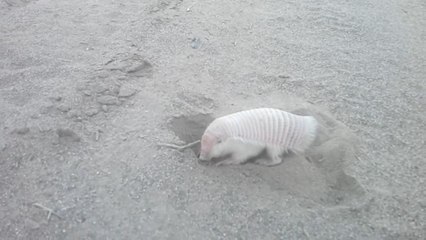 Armadillo Dig Holes In The Road