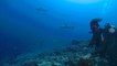 Shorter Than Short - Close Encounter: Diving With Sharks