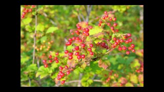 Red Berries on Cranberry Viburnums at HH Farm