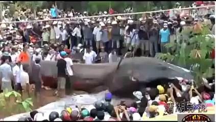 Огромный монстр во Вьетнаме