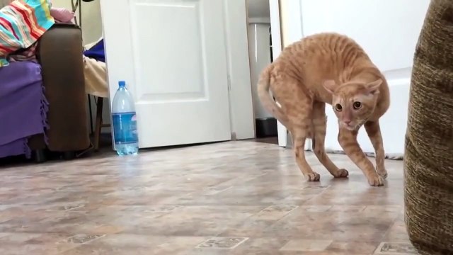 Реакция кота на сирень Такого я еще не видел