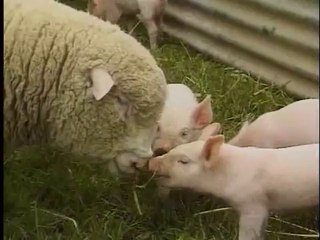 Мясо без прикрас (+16)