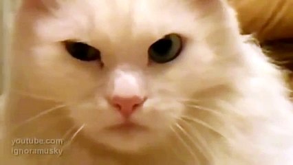 Кот морально убил хозяина