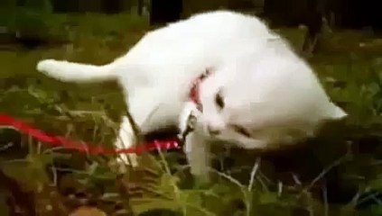 Дьявольский Кот ! Ржач полный