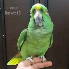 kalma parhne wala tota