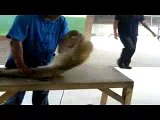 Monkey Doing Pushups And Situps