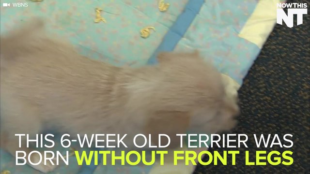 Puppy Born Without Front Legs Is Getting A 3D Printed Doggie Wheelchair