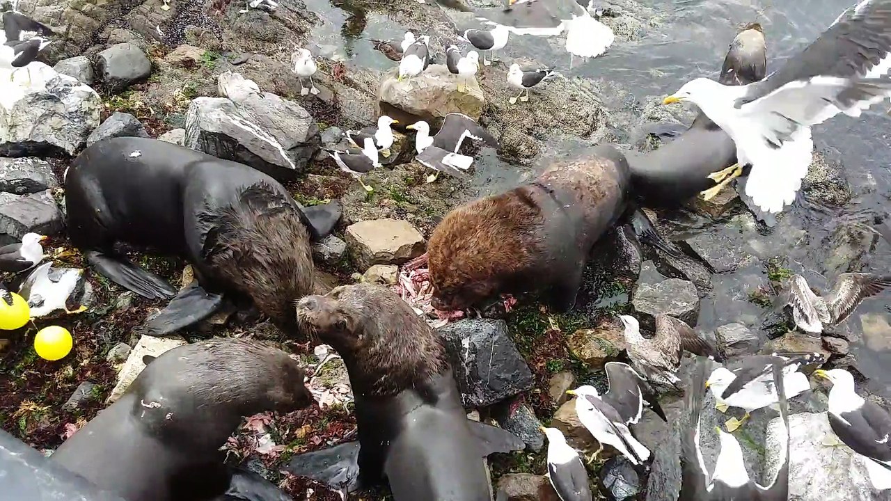 Les lions de mer s'entre-attaquent