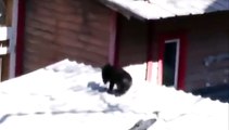 cats-crow  fighting (1)