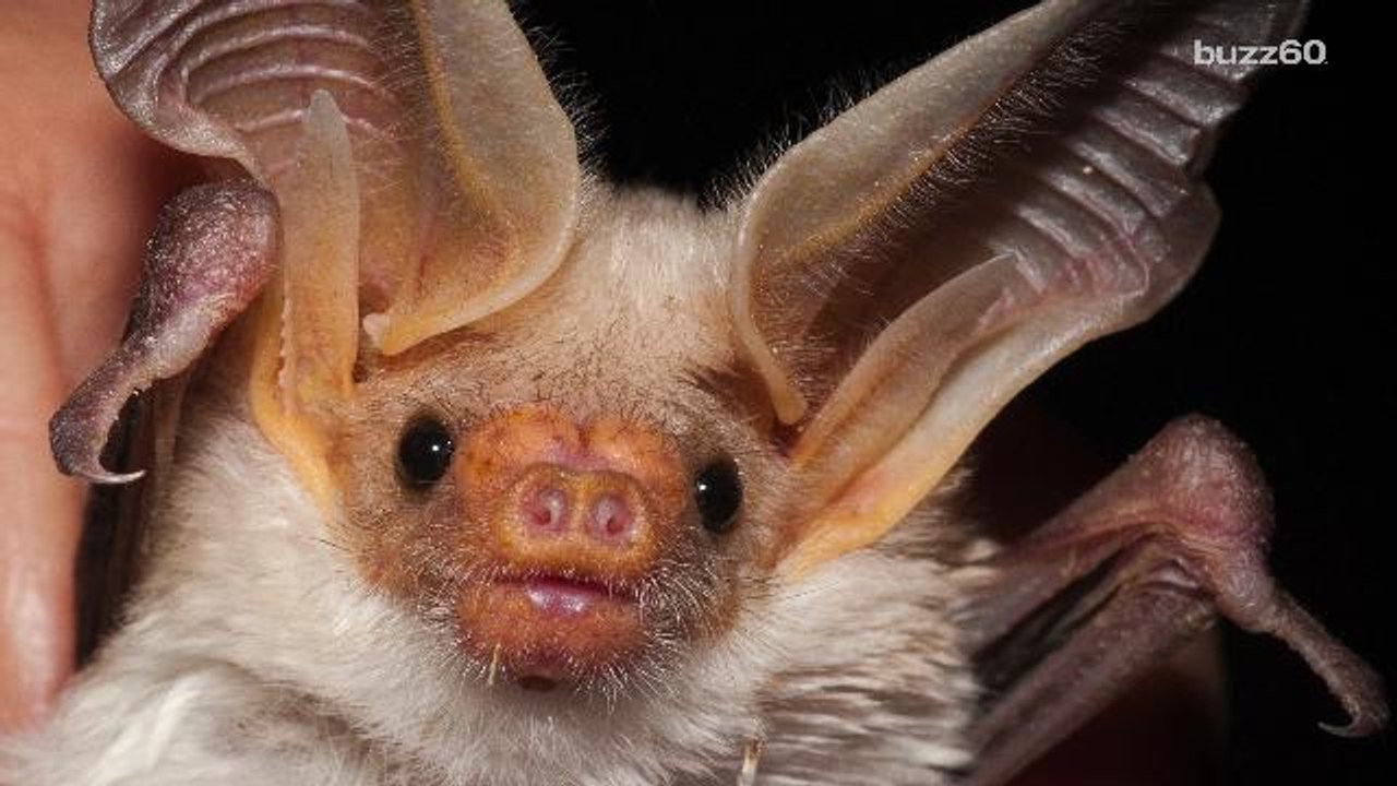 How do bats land upside down?