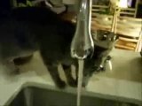 Funny cat drinking water from tap