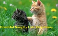 Beautiful Naughty Cats Very Funny Video