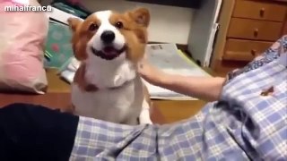 Cute Dogs Demanding Petting Compilation 2014 NEW