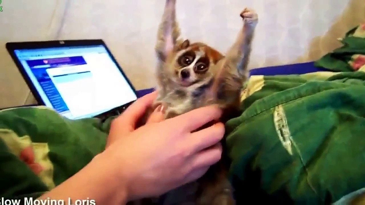 ЭКЗОТИЧЕСКИЕ ДЕТЕНЫШИ ЗВЕРЕЙ ⁄ EXOTIC BABY ANIMALS