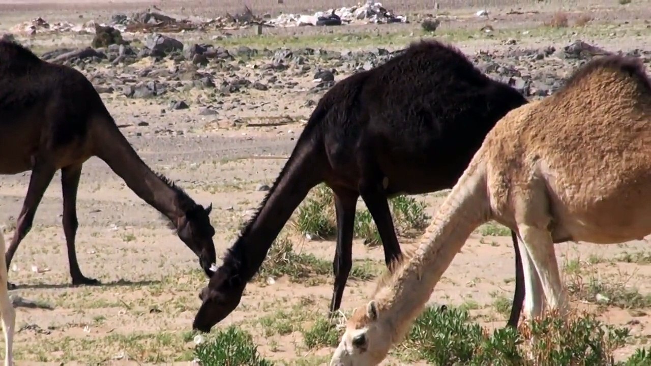 ربيع حضن 1433هـ