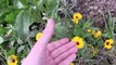 Survival Herbs - Pot Marigold (Calendula Officinalis)