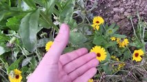 Survival Herbs - Pot Marigold (Calendula Officinalis)