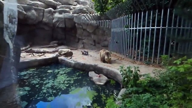 Даже Звери спасают друг друга. Это Надо Видеть