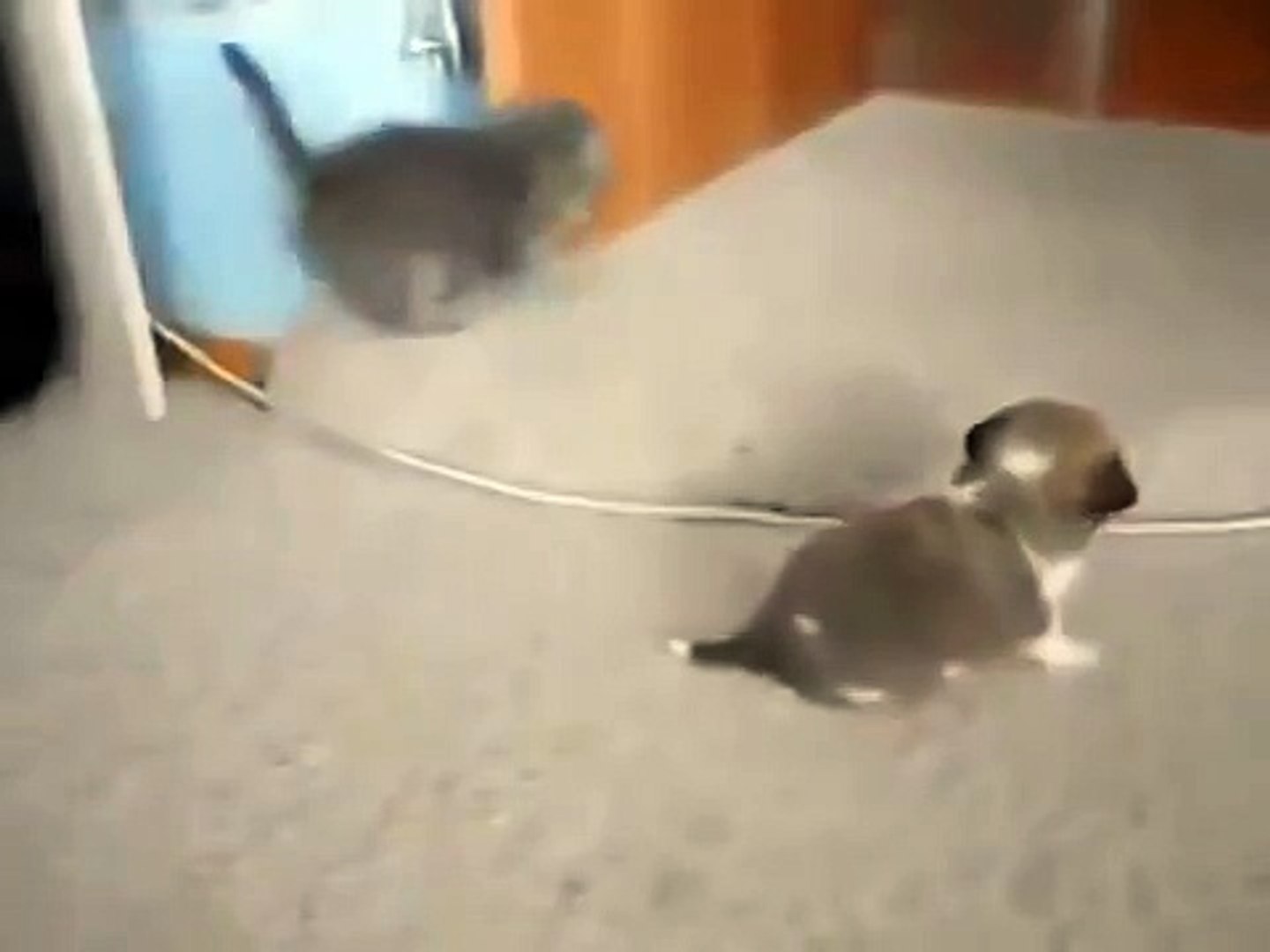 ⁣Два огромных ОЧЕНЬ страшных зверя