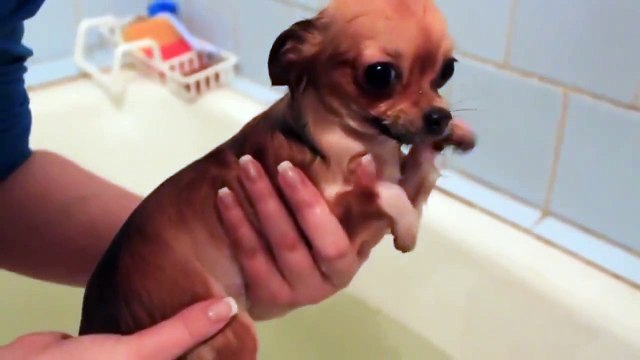 Как купается Чихуа хуа Очень смешно! Это надо видеть