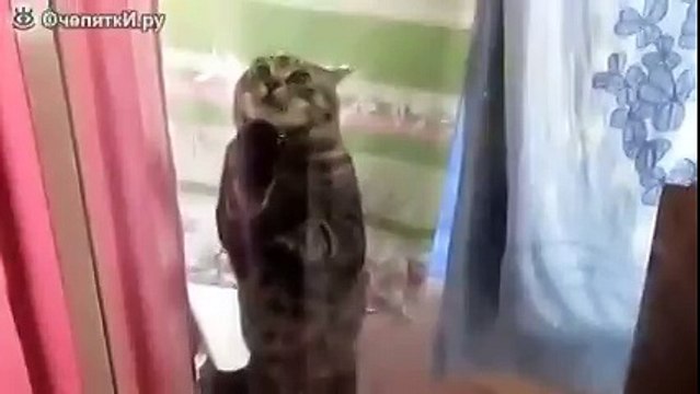 Кот-паникёр просится домой