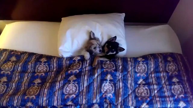 Вот такое доброе утро