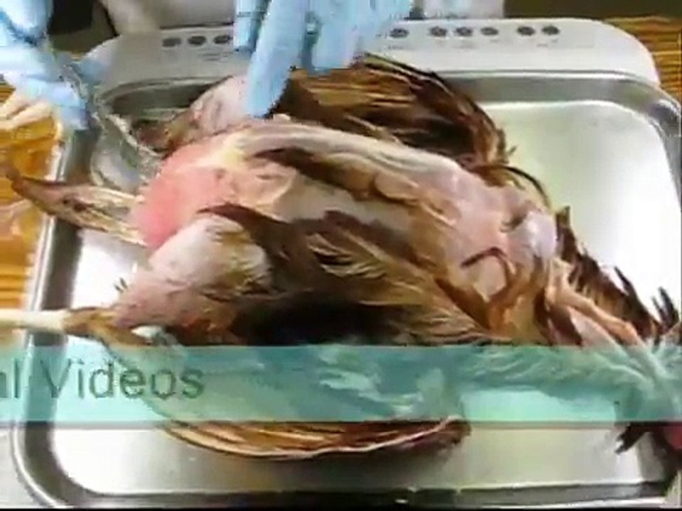 Fish Anatomy Part One