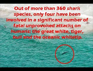 Shark Attacks: Facts & Safety Tips 🦈