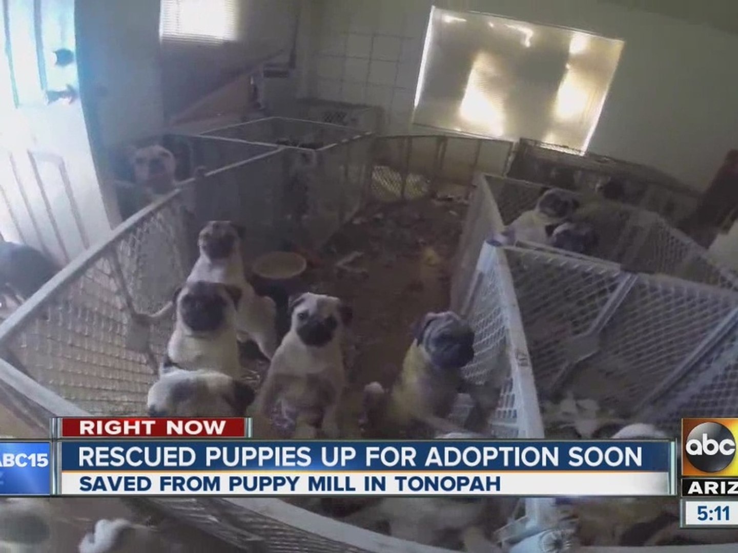 ⁣Over 100 puppies rescued from puppy mill