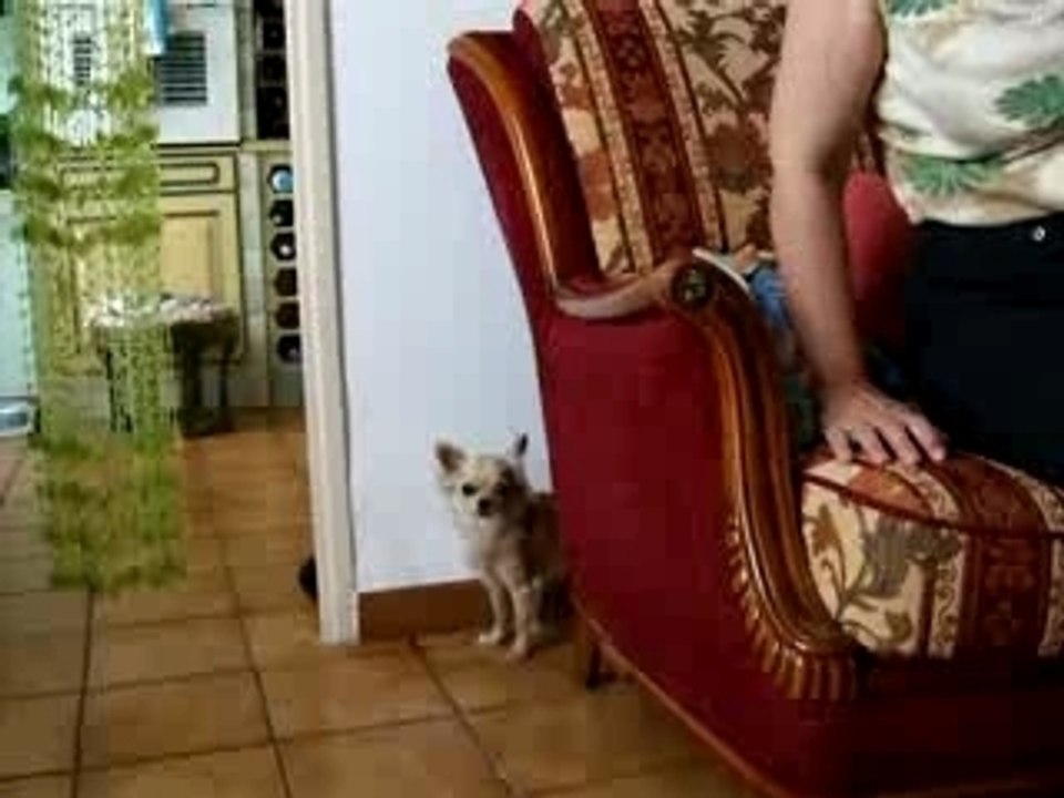 VIVACE SE CACHE