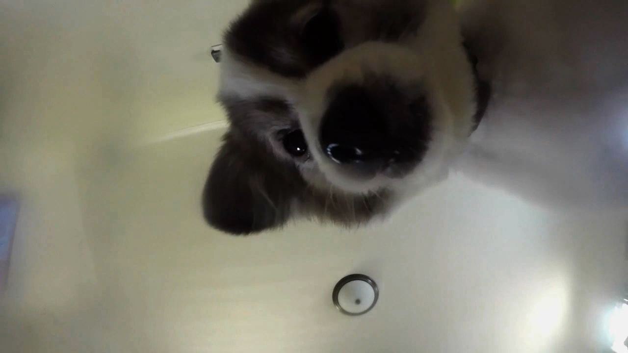 Dog Cleans Peanut Butter Covered Camera