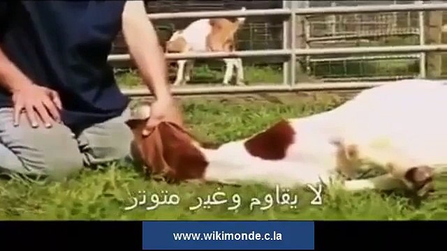 Miracles islamic ׃ Miracle of Islam amazing Islamic video