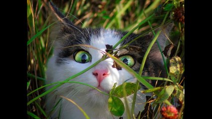 El Gatico Juguetón - Musica carranguera Colombiana.