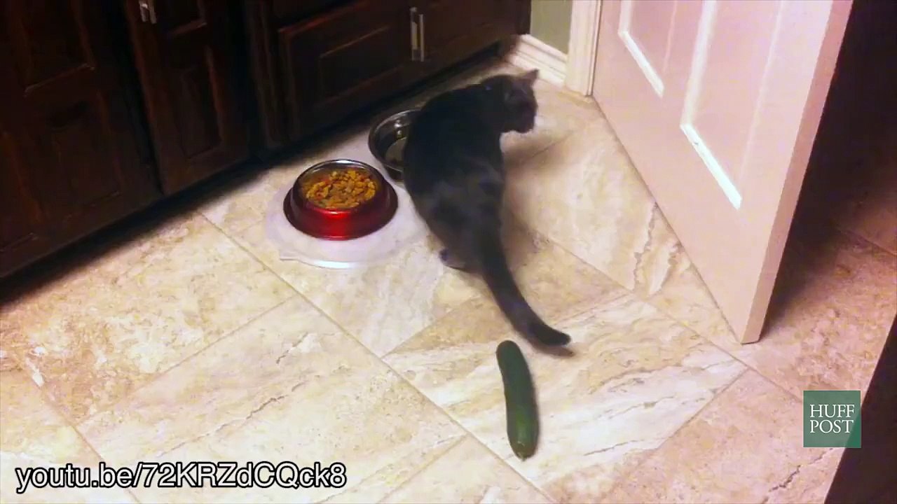 complilation funny cats scared
