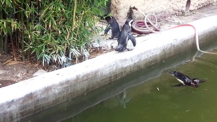 Funny, Cute Video of African Penguins head spin at Toledo Zoo Penguin Beach Animals World