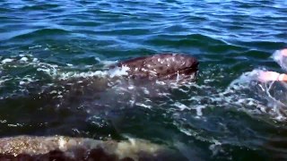 Tourist Kisses Whale | Whale Of A Tale