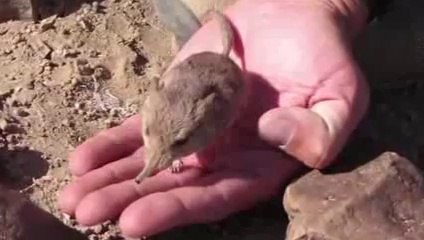 Top 10 Newly Discovered Species of Wildlife