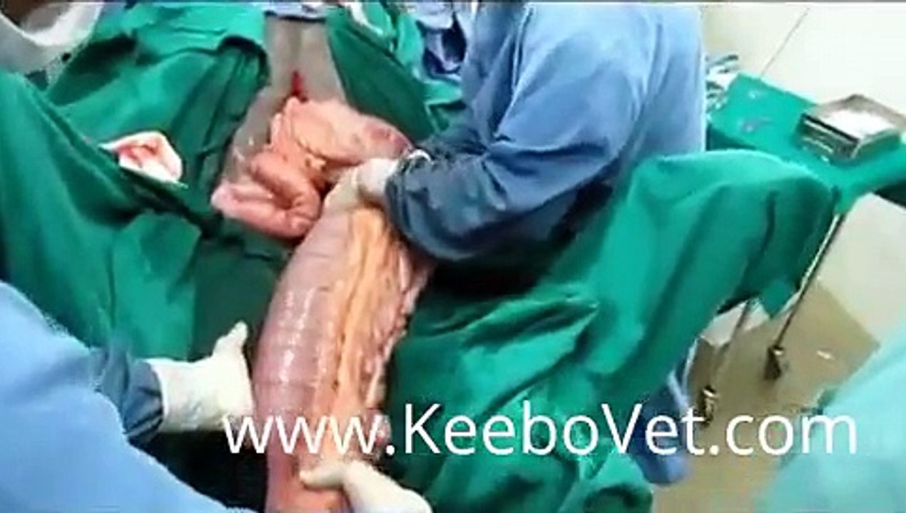 Popular Veterinary surgery & Surgery videos
