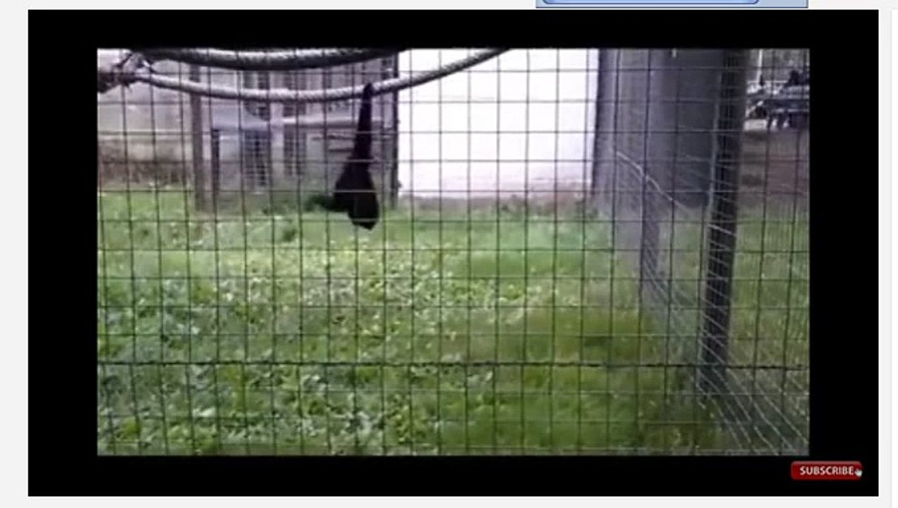MATING MONKEY 2