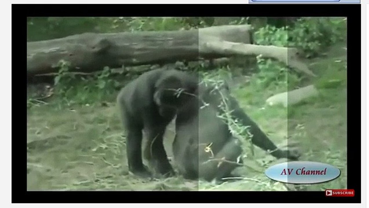 MATING MONKEY 3