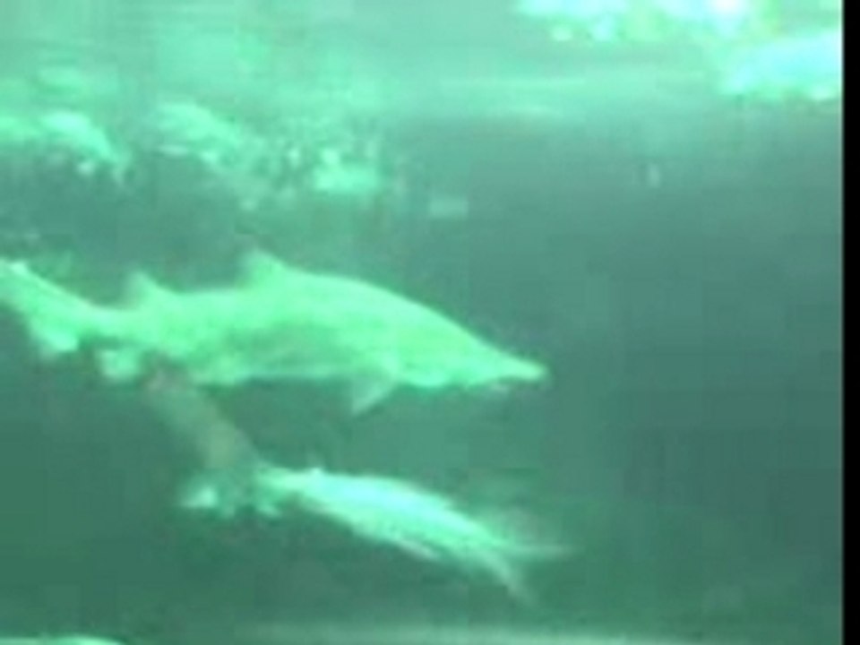 requin nausica